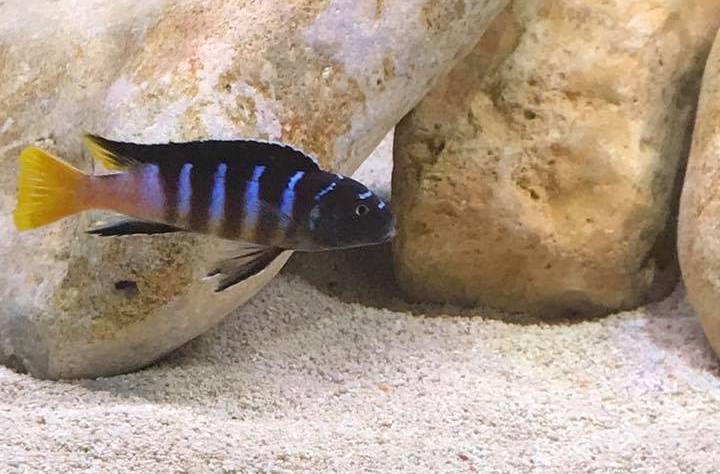 Cynotilapia sp. 'elongatus mbenji blue' Mbenji Island